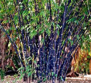 Nema Rare Black Nigra Bamboo Seed
