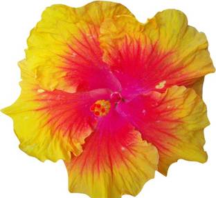 Nema Hibiscus Rosa-sinensis Flower Seeds - Yellow Seed