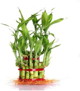 Green Plant indoor GPIB002 Plant Container Set