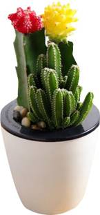 Nema Succulent Flower Plant cactus Seed