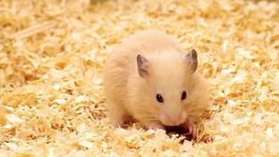 Sage Square 1 Kg Natural Wood Shaving Bedding for Hamster, Dwarf, Mice, Gerbil, Rabbit and Guinea Pig Pet Litter Tray Refill