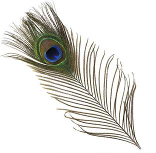 INTUF Pack of 10 Decorative Feathers