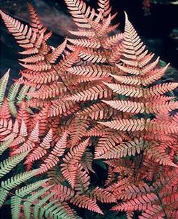 Nema apanese Rare Creeper Boston Fern Vine Seeds - Pink Seed