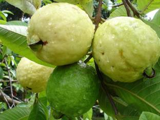 NeLeSa Gardening Guave Seed