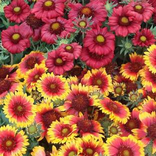 NeLeSa Gardening Gaillardia Seed