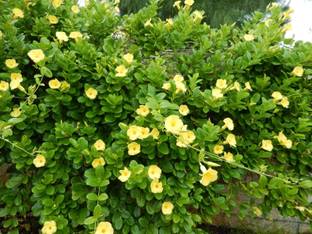 Siam Garden Yellow Mandevilla Vine Sapling