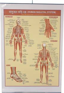 CRAFTWAFT'S HUMAN SKELETAL SYSTEM ROLLING CHART (24X20INCH) Photographic Paper