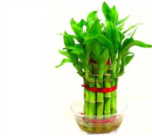 Greenly Imported Lucky BAMBOO PLANT Seed