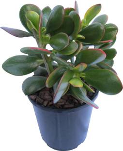 सियाम गार्डन मनी ट्री फेंग शुई Crassula Ovata फ्री 4" पॉट के साथ पौधा