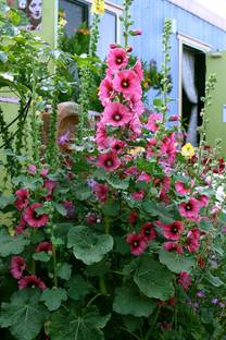 Paudha HOLLYHOCK Seed