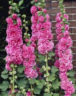 Paudha HOLLYHOCK Seed