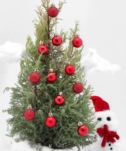 SkyAsia 3702CR Hanging Ornaments Pack of 12