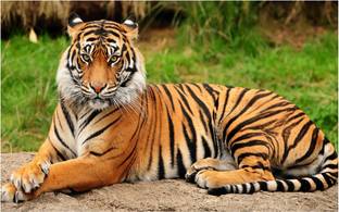 HK Prints 45 cm Roar Tiger sticker - Tiger stickers - Tiger sticker for room - tiger - Tiger wall stickers Self Adhesive Sticker
