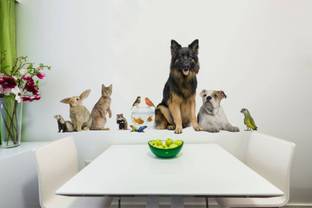 rawpockets 1 Wall Decals ' Living Room Pet Familiy ' Wall stickers (PVC Vinyl) Multicolour Self Adhesive Sticker