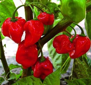 ROSEMERC red hot chilli (100 per packet) Seed