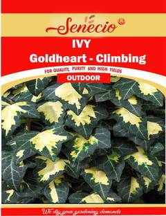 SENECIO® IVY Hedera Helix Goldheart Climbing Creeper Seed