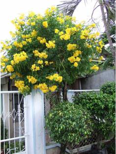 OhhSome Yellow-Elder Flower Seeds For Ornamental Seeds Flowering Plant Seeds Garden Pack Seed