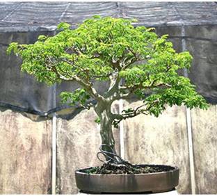 OhhSome Bonsai Coco Tamarind Imported Bonsai Tree Seeds Seed