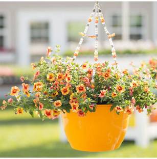 OhhSome Schizanthus Plants Seeds Plant Seeds For Balcony Home Garden Plant Seeds Eco Pack Garden Plant Seeds Seed