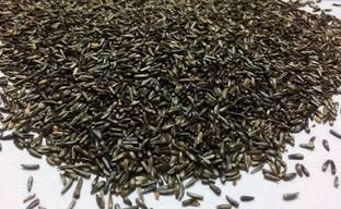 OrchidWala BIRD FOOD BLACK SEED - NYJER SEED - NIGER - THISTLE HERB SEEDS - HIGH NUTRIENT for FINCHES, BUDGIES AND SMALL BIRDS 0.9 kg Dry Adult Bird Food