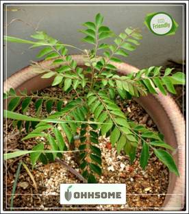 OhhSome Karepaku, Karepeku Kari-Vepa-Chettu Seeds For Rainy Season Plant Seeds For Garden Pack Seed
