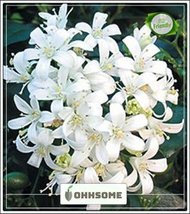 OhhSome Camunium Exoticum Kamani Flower Jasmine Seeds - medium-sized shrub Seeds Seed