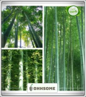 OhhSome Fresh Giant Moso Bamboo Seeds For Diy Home Garden Bamboo Seeds Garden Pack Seed
