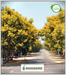 OhhSome Tree Seeds : Yellow Flame - Shade Tree For A Small Yard Home Garden Pack Seed