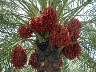 NV Live Date/Khajoor Plant With Pot - Healthy