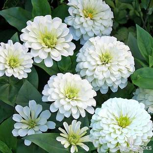 LIVE GREEN ZINNIA WHITE DOUBLE FLOWER, F1 HYBRID SEEDS (LIVE GREEN) Seed