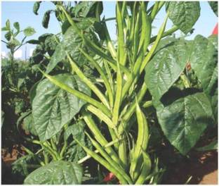 SHOP 360 GARDEN High Yield Hybrid Variety PUSA NAVBAHAR - Guar/Cluster Bean Seeds (Pack of 200 seeds) Seed