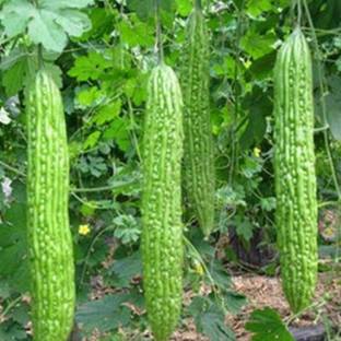 SHOP 360 GARDEN Green Long Bitter Gourd Seeds (Pack of 20 Seeds) Seed