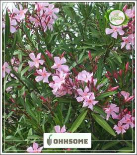 OhhSome Cheap Flower Seeds Nerium Oleander - Karabi, Karbbe, Karbee Tree Shrub Flower Seeds Seeds Kitchen Garden Seeds Pack Seed