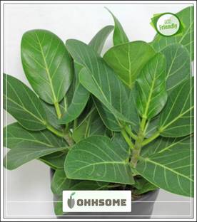 OhhSome Garden canopy Banyan Tree Largest Trees In The World By Canopy Coverage A Remarkable Tree Of India Seeds Kitchen Garden Seeds Pack Seed