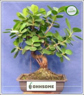OhhSome Bonsai Suitable Indoor Plant Seeds Sacred Banyan Tree Remarkable Tree Of India Sacred Tree Seeds Kitchen Garden Seeds Pack Seed