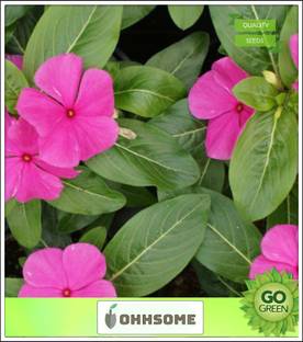 OhhSome Billa Ganneru Flower seeds For Garden Seed