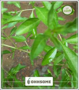 OhhSome Plant Seeds For Balcony Mayilanji (Mehendi, Henna Tree) Henna Medicinal Plant Seeds Kitchen Garden Seeds Pack Seed