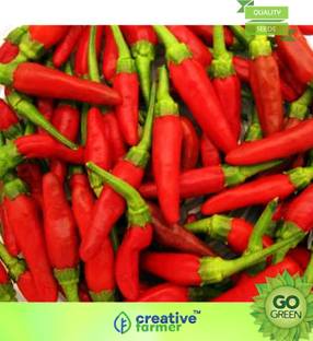 creative farmer Vegetable Seeds Rare Thai Chili Pepper Seeds - Bird Chilli -Red Seeds Heirloom Veg Seeds Terrace Gardening Home Garden Seeds Seed
