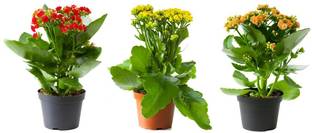 SSV PRODUCTS KALONCHE BEST GIFTING PLANTS LIVE PLANTS COMBO PACK OF 3