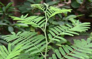 SHOP 360 GARDEN SHAMI TREE/BANNI TREE/VANNI MARAM/PROSOPIS CINERARIA TREE SEEDS - PACK OF 25 SEEDS Seed