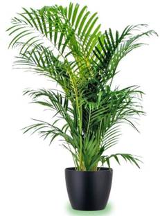 SHOP 360 GARDEN ARECA PALM SEEDS FOR PLANTING - PACK OF 15 SEEDS Seed