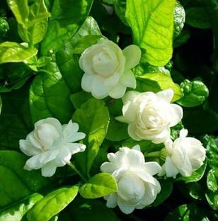 Vamsha Nature Care Jasmine Plant