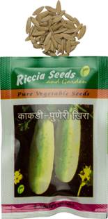 Riccia Seeds, Cucumber (Kakdi) - Puneri Khira, Vegetable Seed