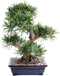 SHOP 360 GARDEN Bonsai Suitable Tree Seeds - Podocarpus Macrophyllus / Buddhist Pine / Fern Pine Seeds - Pack of 5 Seeds Seed