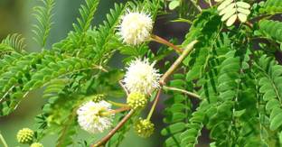 SHOP 360 GARDEN Leucaena leucocephala / White leadtree / Jumbay / River tamarind / Subabul / White popinac / Subabool Tree Seeds - Pack of 20 Seeds Seed