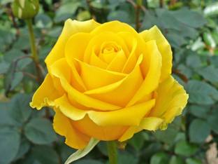 SaaHeli Rose Yellow Flower Seeds (100 Seeds Per Pack) Seed