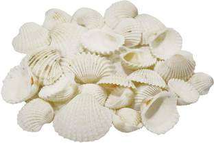 Just Flowers White Sea Shells For Vase, DIY Crafts, Ornaments,Home Decor, Etc