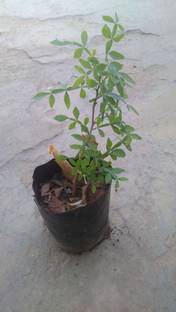 Srushtitraders maha vilvam live plant Seed