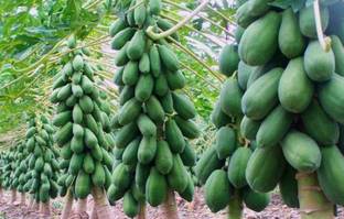 FRESH SEEDS Red lady (F1) hybrid 786 papaya seeds Seed