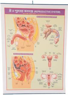 CRAFTWAFT'S REPRODUCTIVE SYSTEM ROLLING CHART (24X20INCH) Photographic Paper